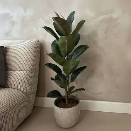 Der Ficus elastica als Sonderfall