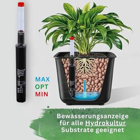 Die Pflanzen in Leca-Hydrotöpfen